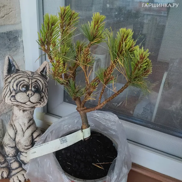 превью изображения отзыва