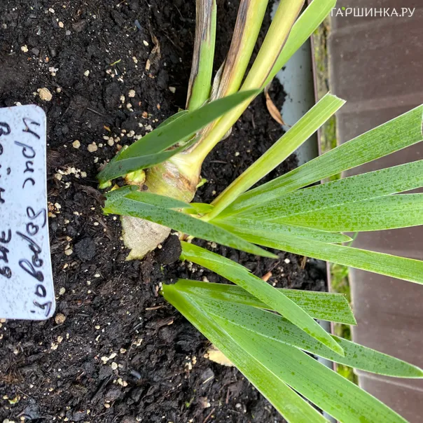 превью изображения отзыва