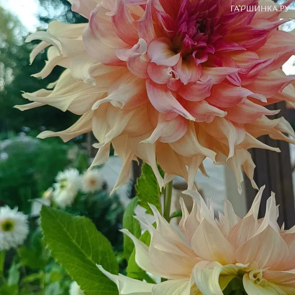 превью изображения отзыва