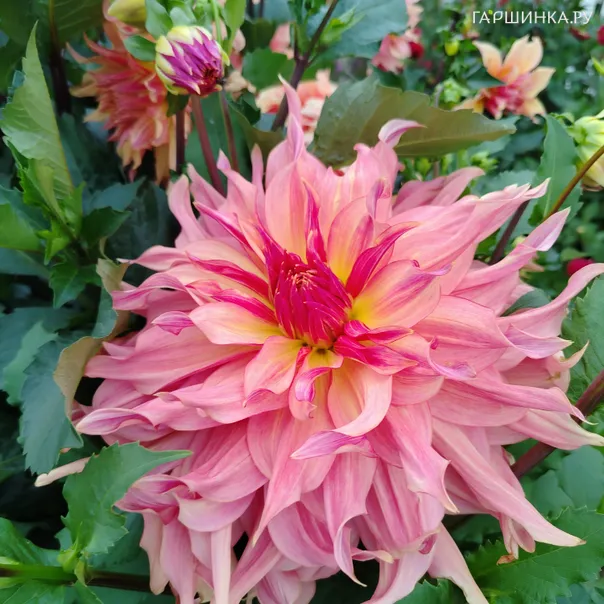 превью изображения отзыва