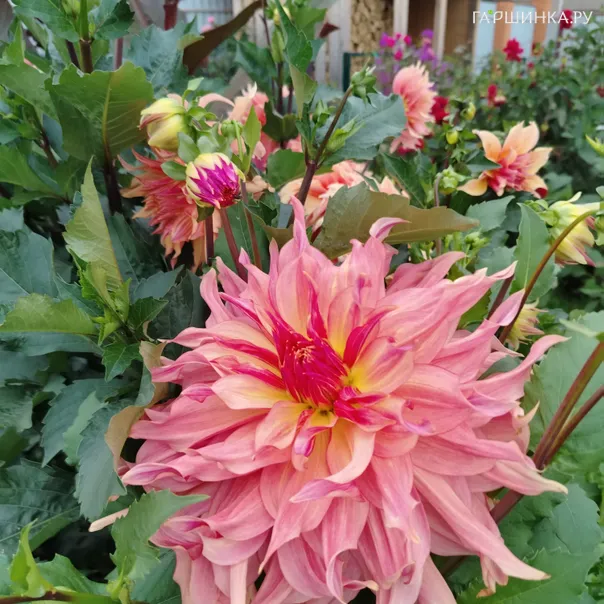 превью изображения отзыва