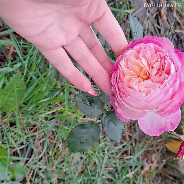 превью изображения отзыва