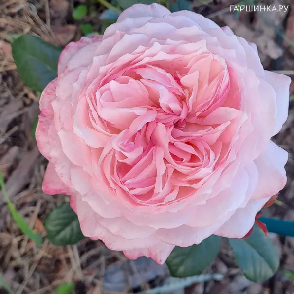 превью изображения отзыва