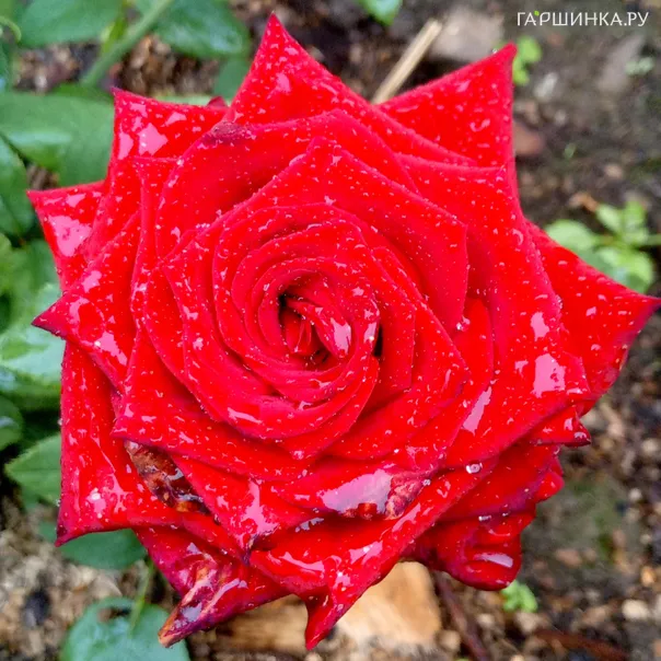 превью изображения отзыва