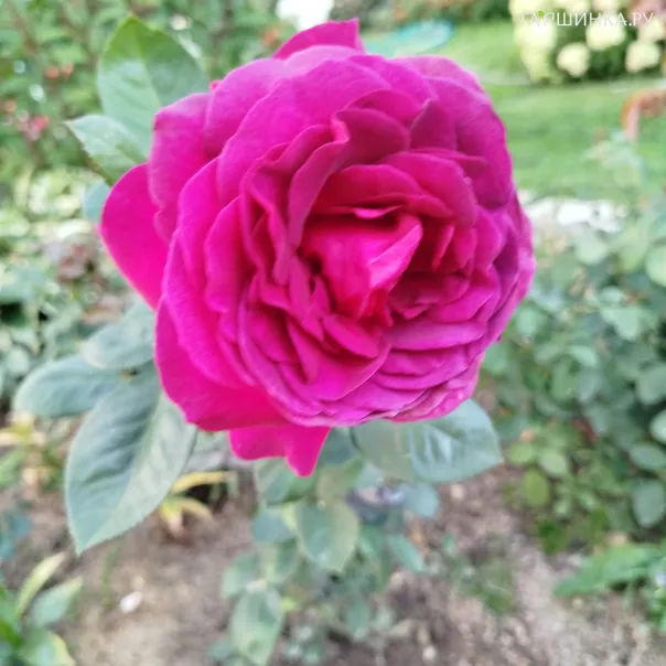 превью изображения отзыва