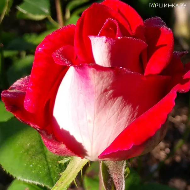 превью изображения отзыва