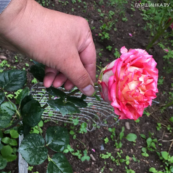 превью изображения отзыва