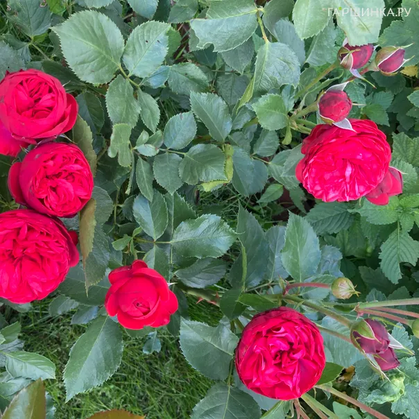 превью изображения отзыва