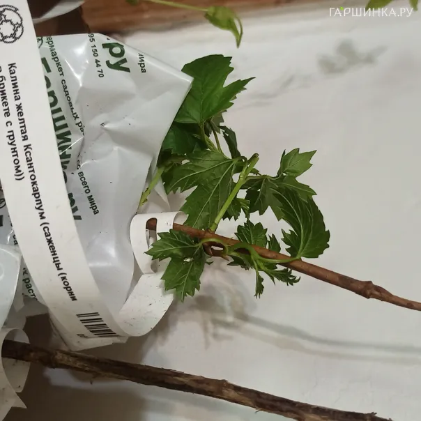 превью изображения отзыва