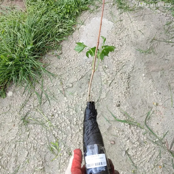 превью изображения отзыва