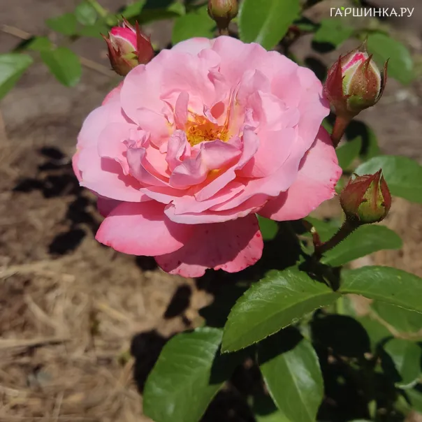 превью изображения отзыва