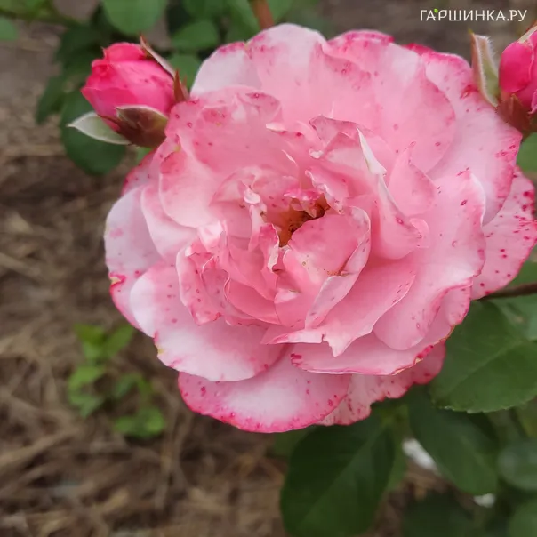 превью изображения отзыва