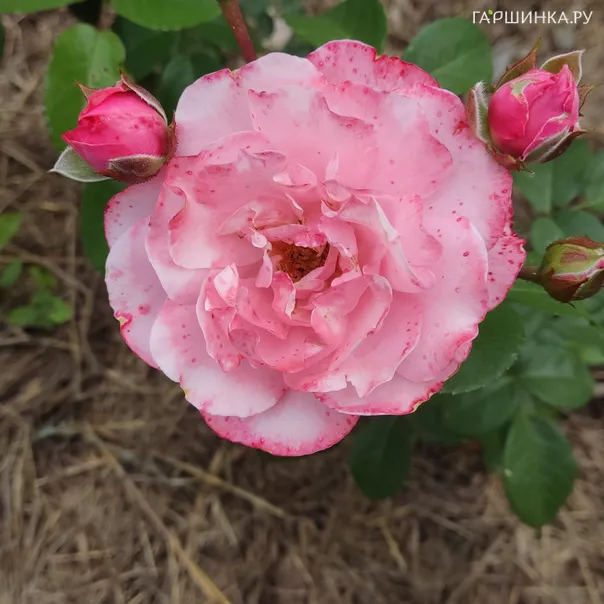 превью изображения отзыва