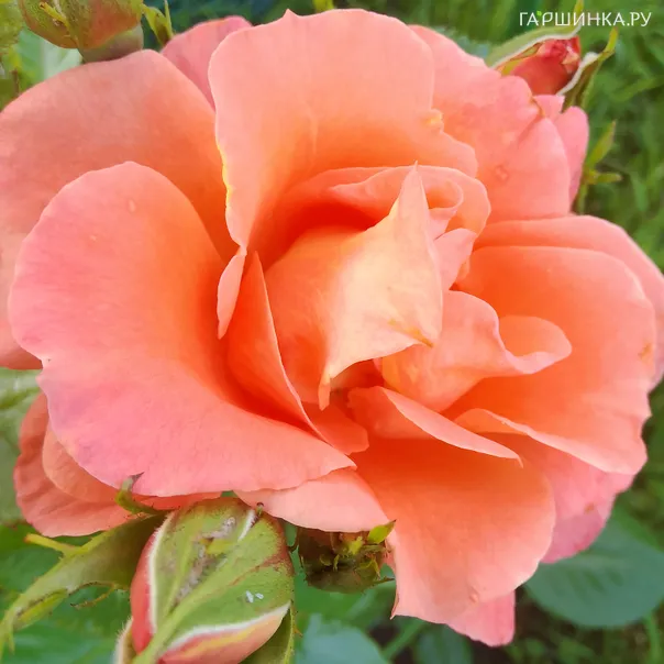 превью изображения отзыва