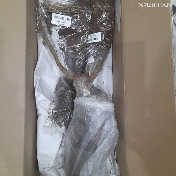 превью изображения отзыва