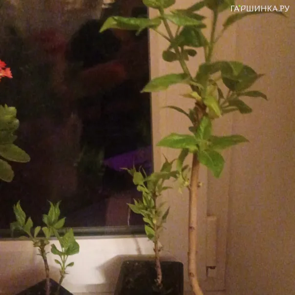 превью изображения отзыва