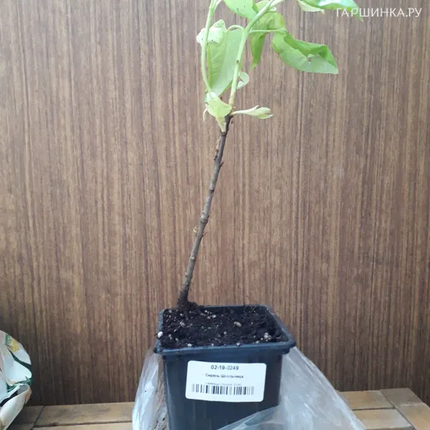 превью изображения отзыва