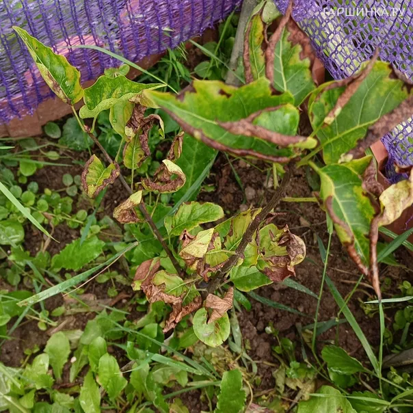 превью изображения отзыва