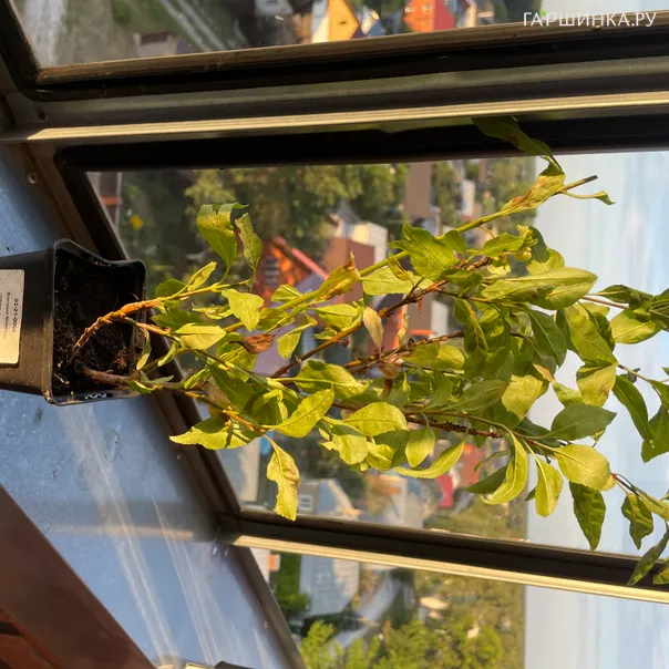 превью изображения отзыва