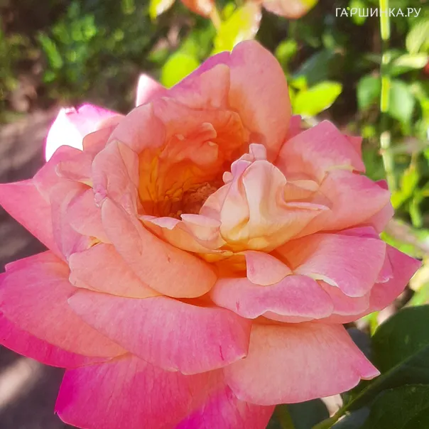 превью изображения отзыва