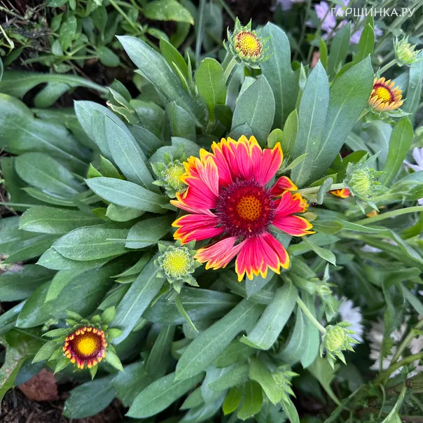 превью изображения отзыва