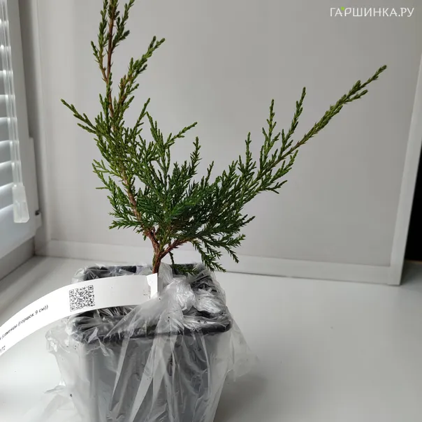 превью изображения отзыва