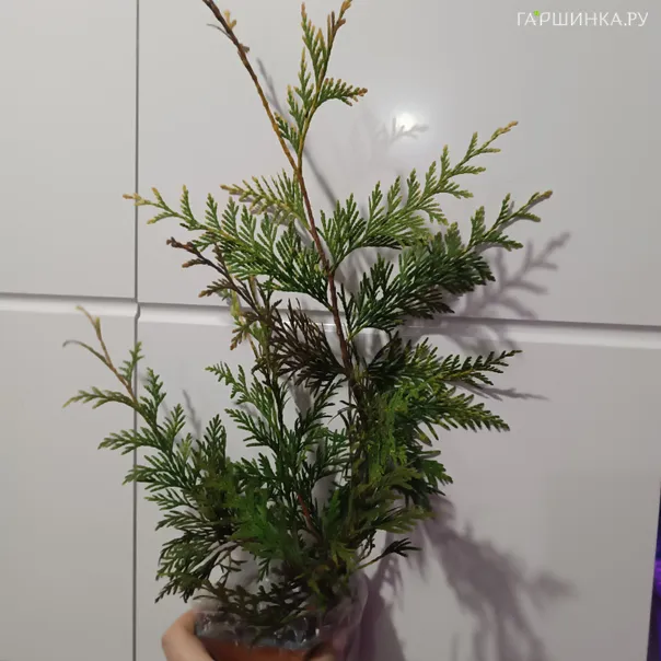 превью изображения отзыва