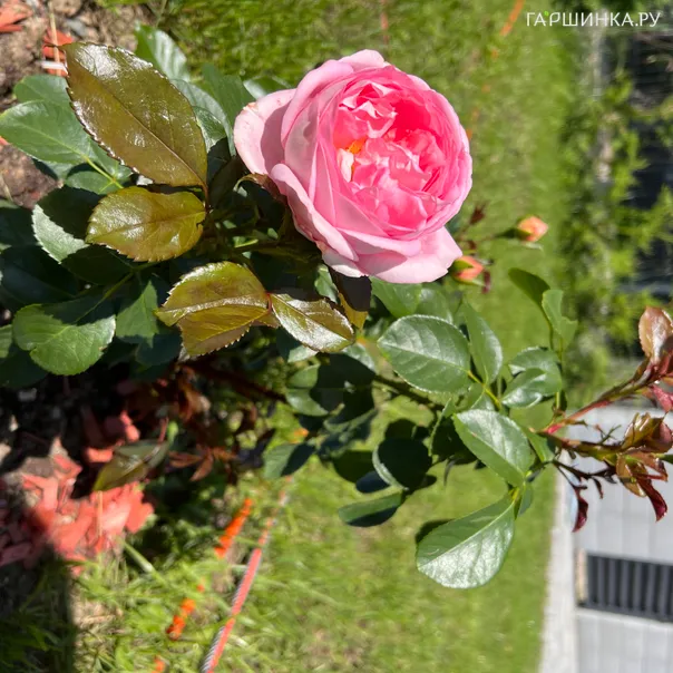 превью изображения отзыва