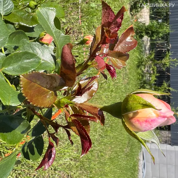 превью изображения отзыва