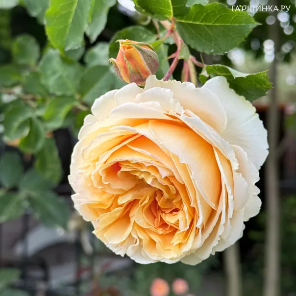 превью изображения отзыва