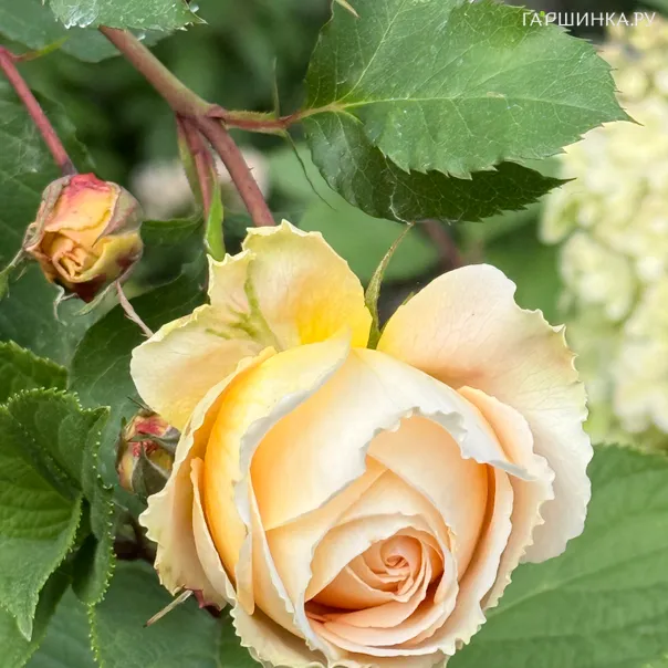 превью изображения отзыва