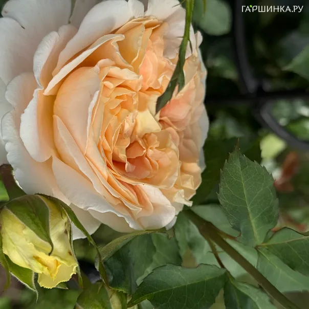 превью изображения отзыва