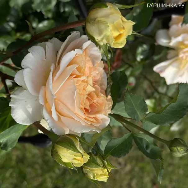 превью изображения отзыва