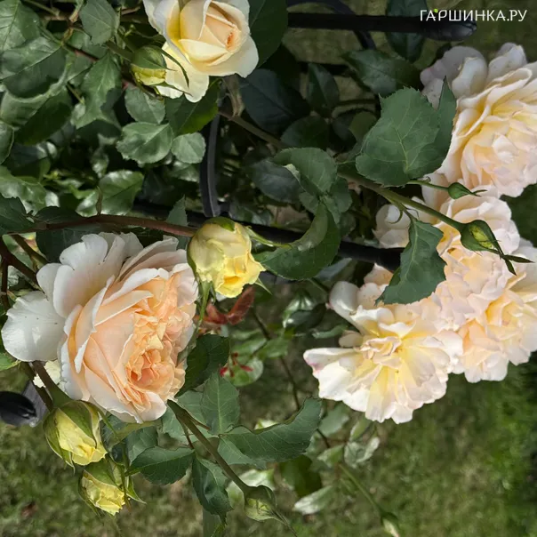 превью изображения отзыва