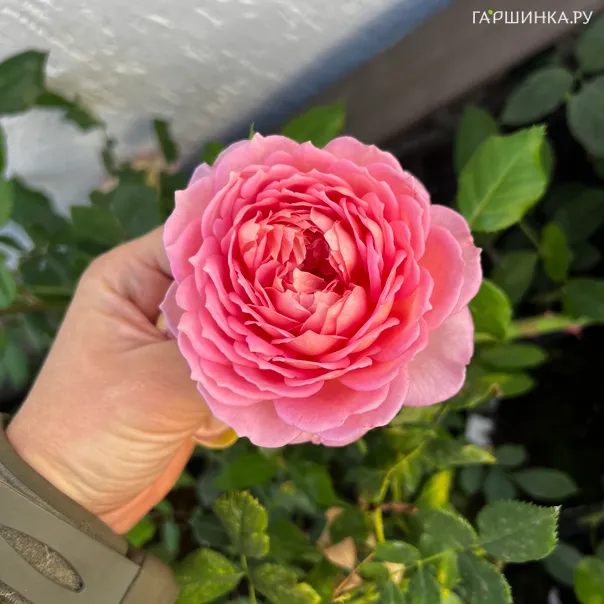 превью изображения отзыва