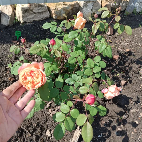 превью изображения отзыва