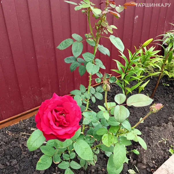 превью изображения отзыва