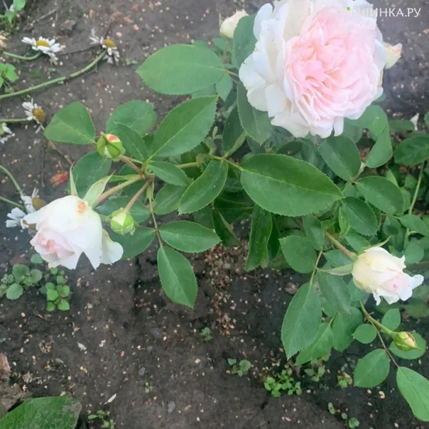 превью изображения отзыва