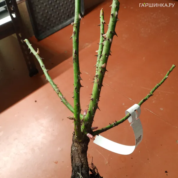 превью изображения отзыва