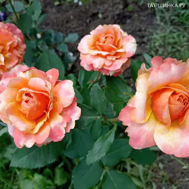 превью изображения отзыва