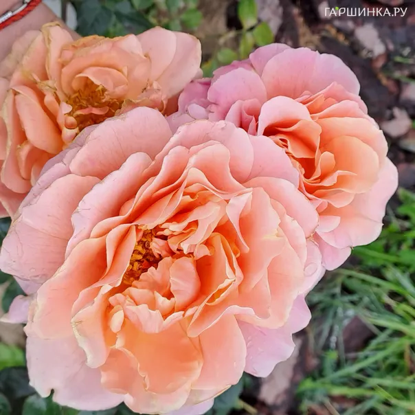 превью изображения отзыва