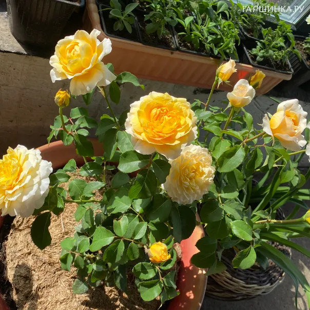 превью изображения отзыва