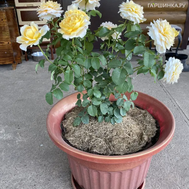 превью изображения отзыва