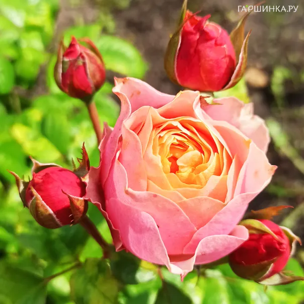 превью изображения отзыва