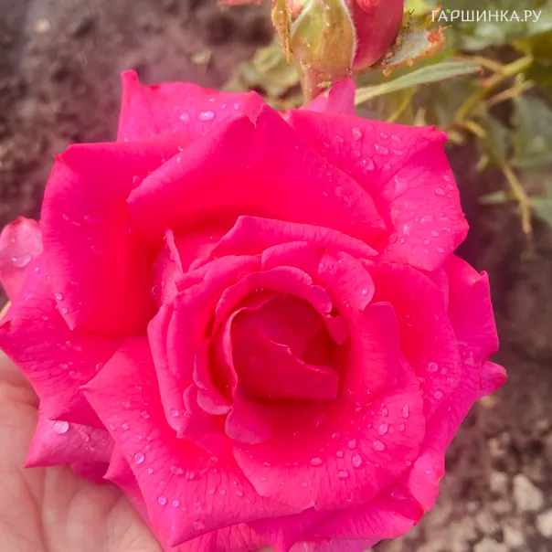 превью изображения отзыва