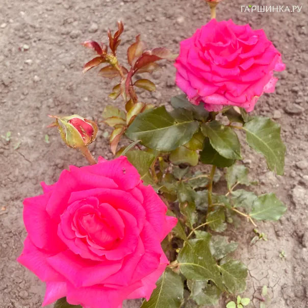 превью изображения отзыва