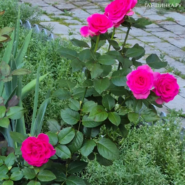 превью изображения отзыва