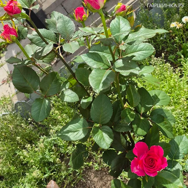 превью изображения отзыва