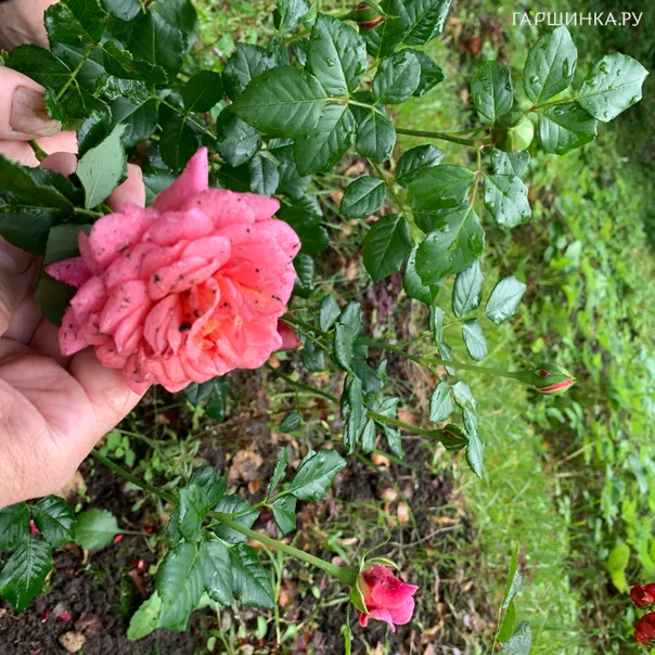 превью изображения отзыва