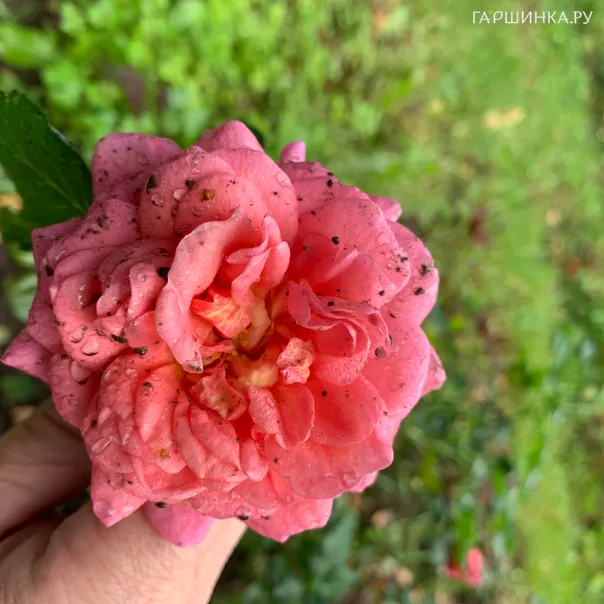 превью изображения отзыва